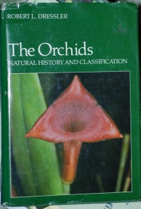 The Orchids