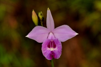 Arundina graminifolia