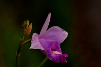 Arundina graminifolia