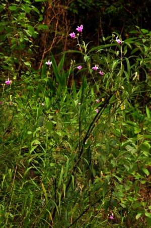 Arundina graminifolia