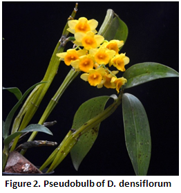 Dendrobium densiflorum