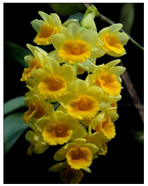 Dendrobium densiflorum