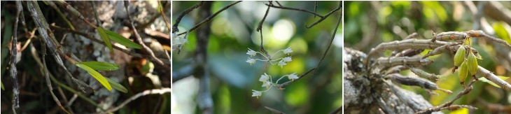 dendrobium herbaceum