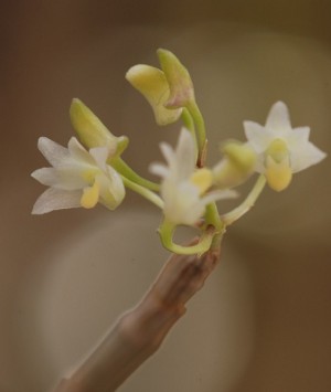 Dendrobium herbaceum