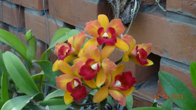 Cattleya hybrid