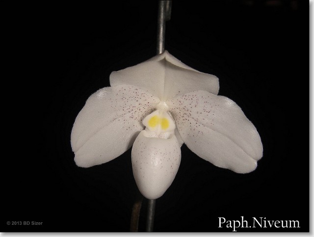 Paphiopedilum niveum