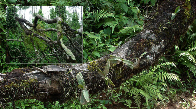 tree felling