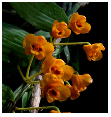 Dendrobium chrysanthum