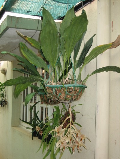 Stanhopea