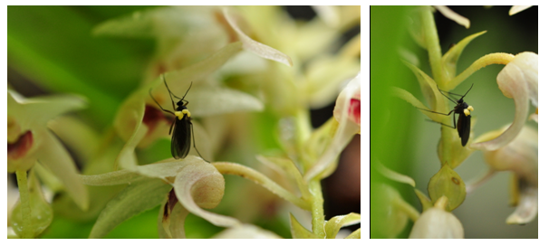 insect carrying pollens of eria mysorensis