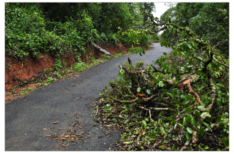 fallen tree with eria mysorensis