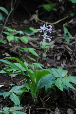 Calanthe sylvatica