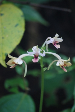 Calanthe sylvatica