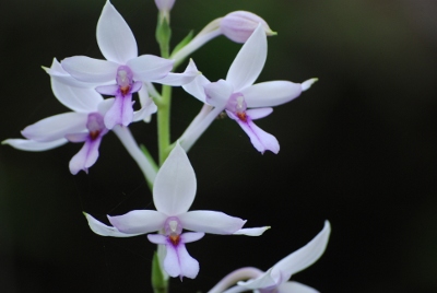 Calanthe sylvatica