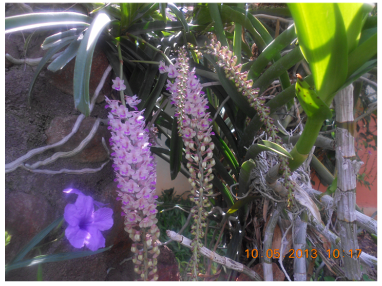 Rhynchostylis retusa