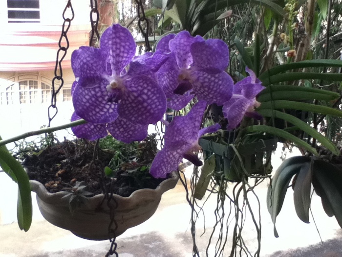 Vanda hybrid