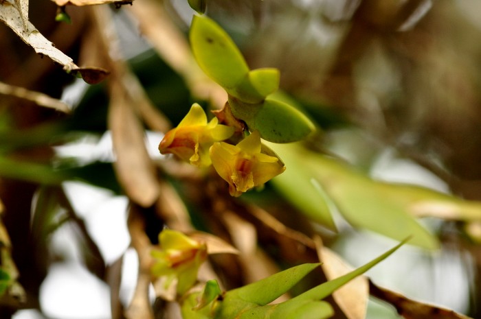 Dendrobium anceps