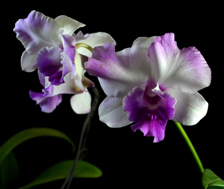 Dendrobium Anucha Flair