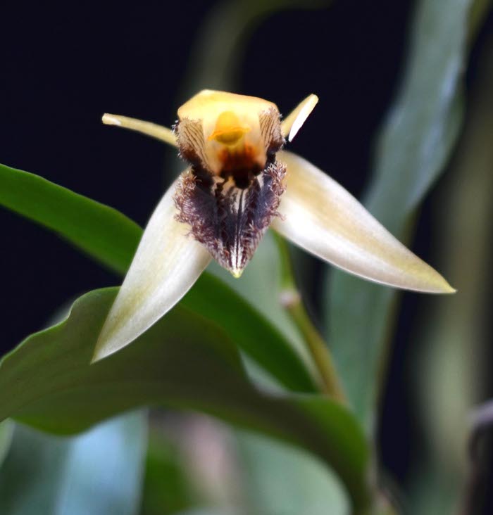 Coelogyne ovalis