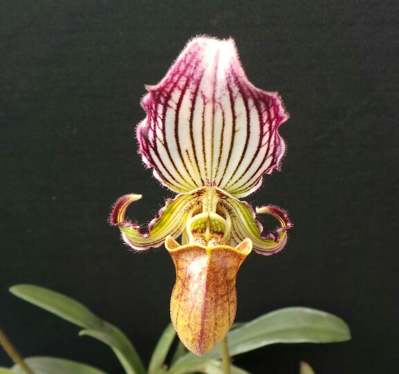 Paphiopedilum fairrieanum (Lindl.) Stein