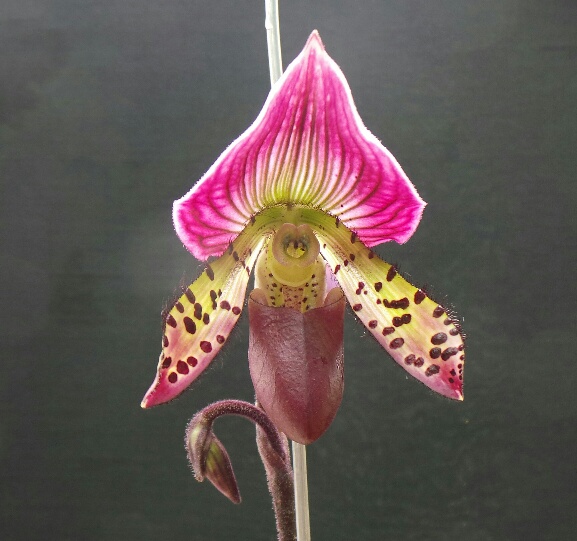 Paphiopedilum Maudiae Red