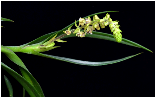 Eria paniculata