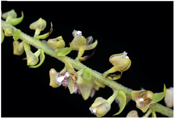 Eria paniculata