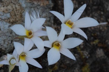 Dendrobium barbatulum