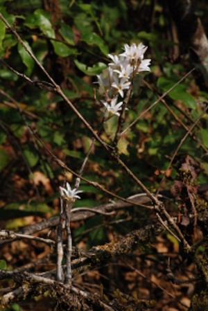 Dendrobium barbatulum