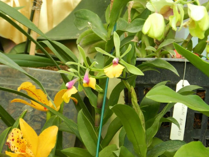 TOSKAR at Lal Bagh Flower Show January 2014