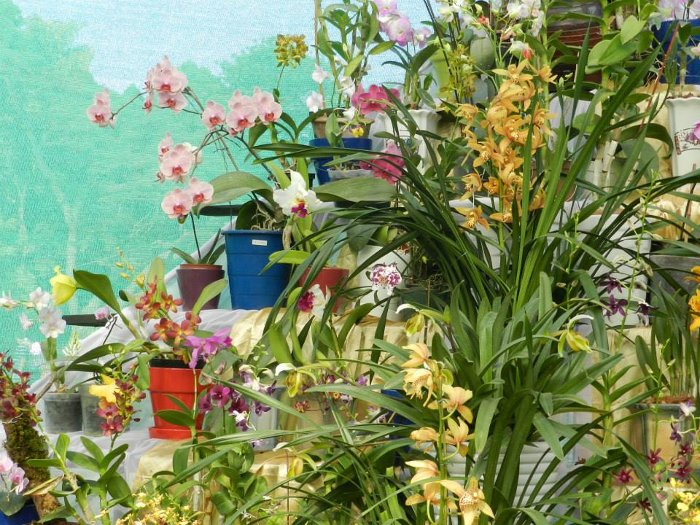 TOSKAR at Lal Bagh Flower Show January 2014