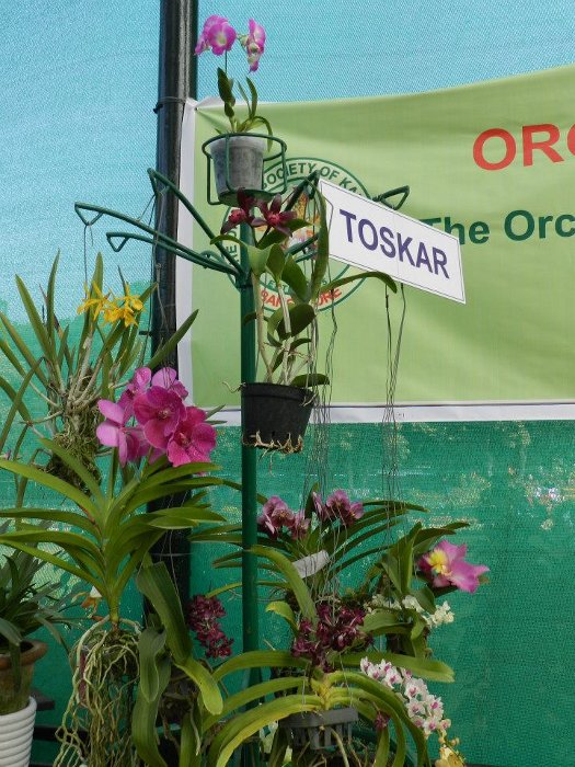 TOSKAR at Lal Bagh Flower Show January 2014