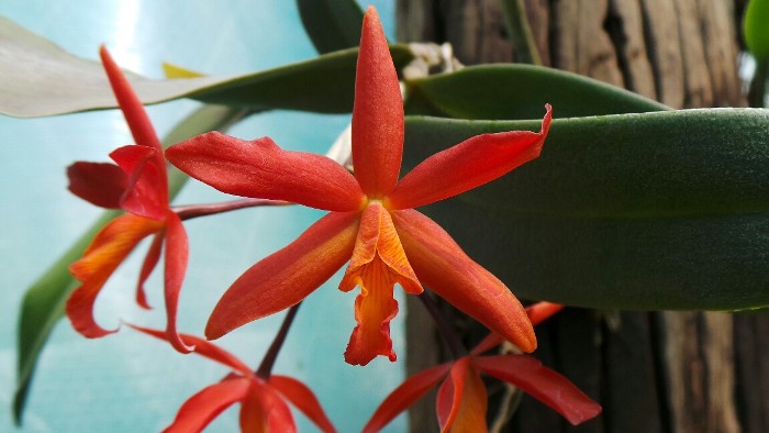 Cattleya hybrid