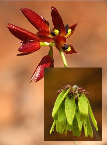 Bulbophyllum fimbriatum