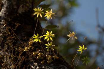 bulbfimbriatum habitat