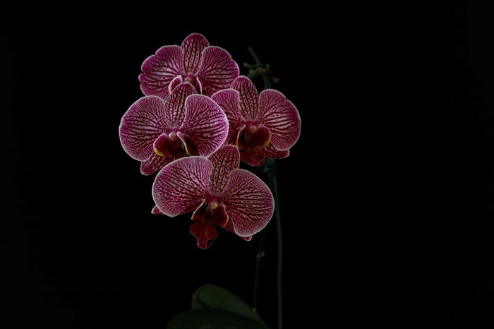 Phalaenopsis hybrid