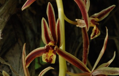 Cymbidium bicolor