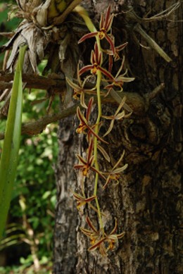 Cymbidium bicolor