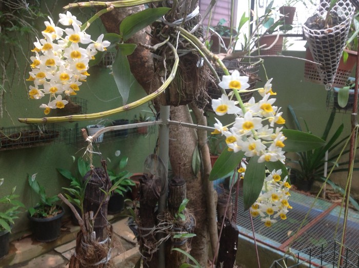 Dendrobium thyrsiflorum B.S.Williams