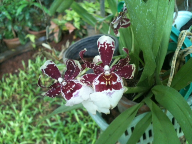 Odontoglossum hybrid