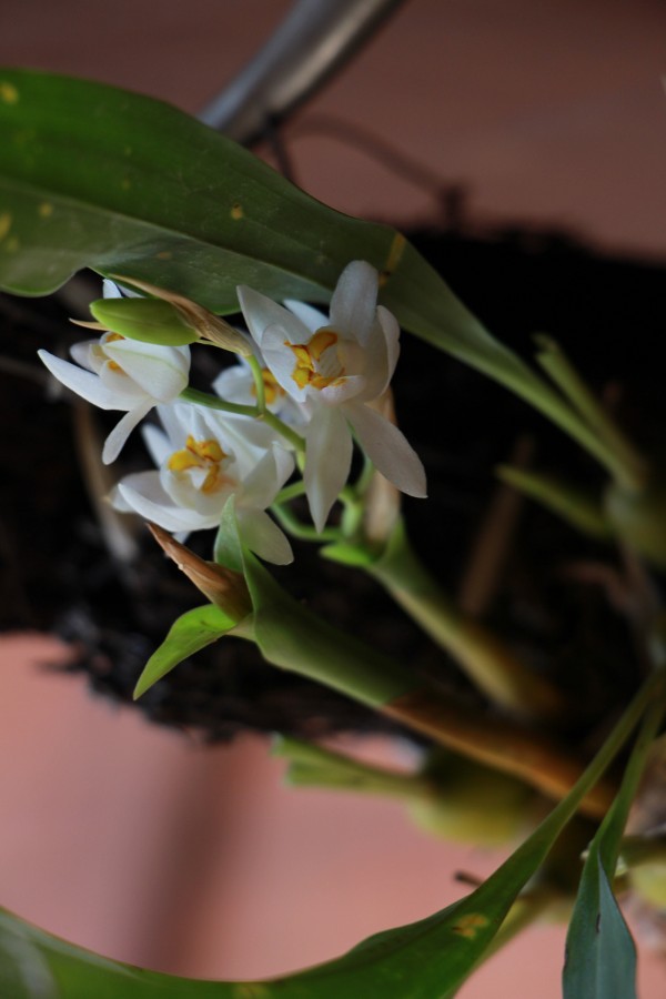 Coelogyne nitida