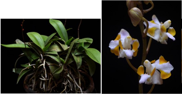1.Plant  2. Doritis pulcherrima var.chumpornensis