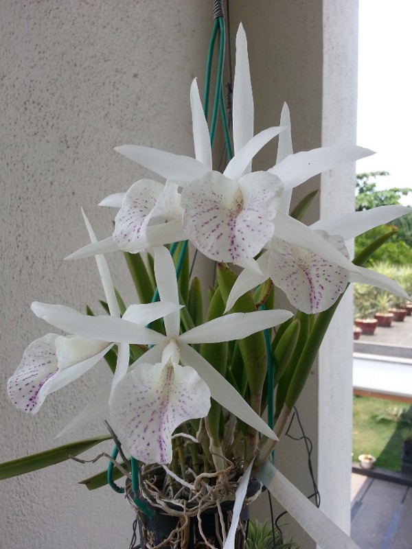 brassocattleya_ha