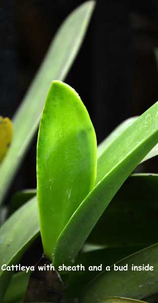 Cattleya with sheeth and a bud inside