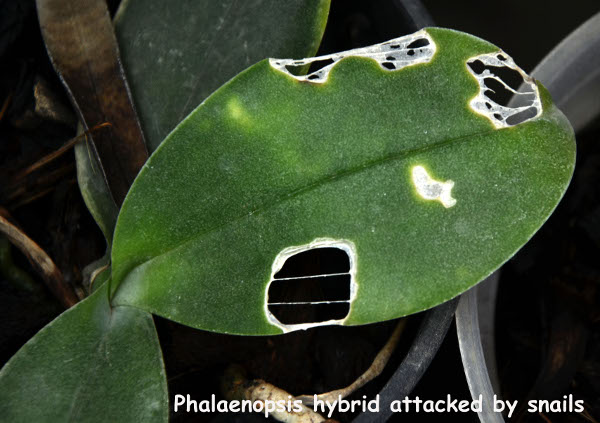 Phalaenopsis hybrid attacked by snails