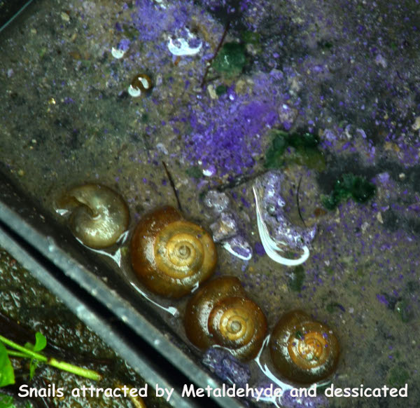 Snails attracted by Metaldehyde and dessicated