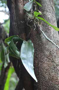 Phalaenopsis deliciosa - Upper Assam