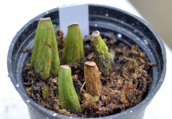 propagation of Bulbophyllum through back bulbs