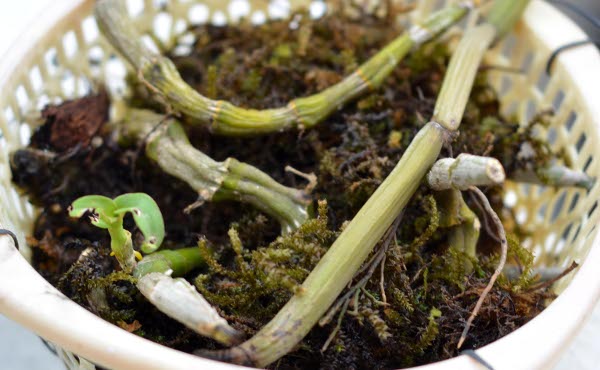 Propagation of Dendrobium through old canes