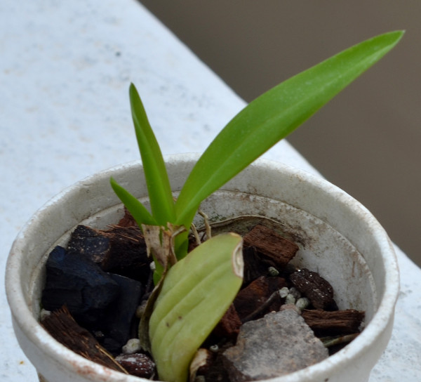 Propagation of Oncidium through back bullb